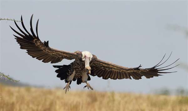 Vulture
