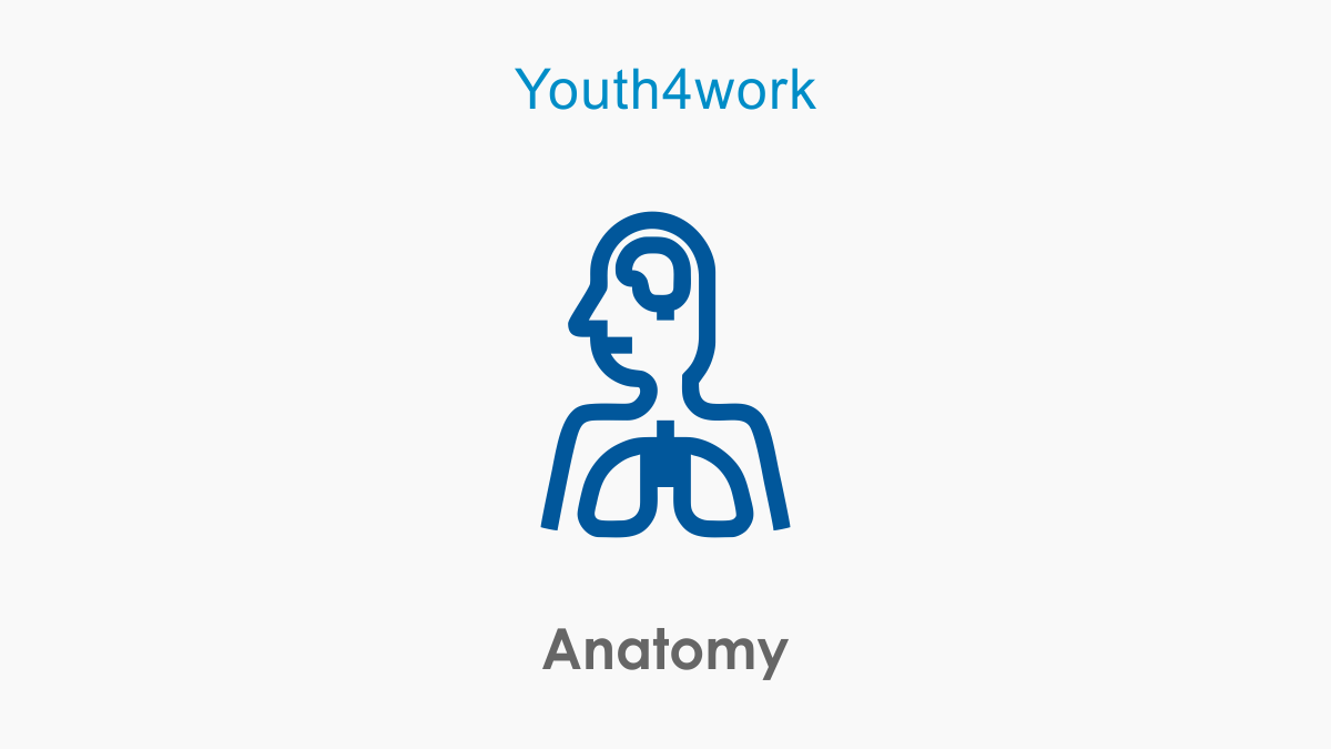 Anatomy