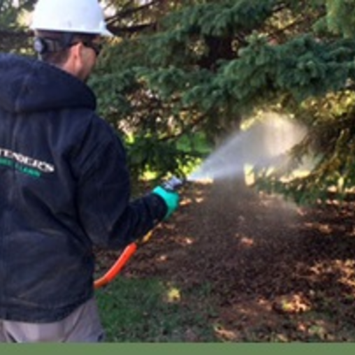 Tree Care Services
