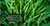 Greenfuel
