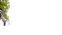 Vijaykharbade