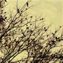 Sandwipan Sarkar