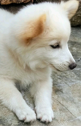 Harshitha Vechalapu