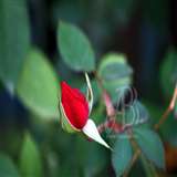 Pradeep Basant