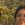 Madhumita Barui