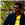 Shreedhara S