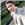 Rahul Attri