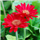 Poongodi flora