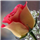 Shaheen Begum