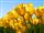 Vikram Singh Parihar