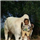 Vijay S