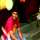 Revanth Sai