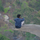 Suresh K