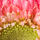 S Shellow