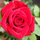 Gayathri  C