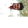 Lokesh Podapati