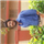 Manoj A