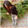 Garima Rajput