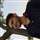 Ayush Dhiman