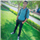 Sourav Raj Saini