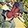 Arun Raj