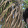 Aaditya Sisodiya