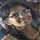 Anusha Sirna