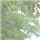Akhil Korah Varghese