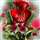 Faseetha Sainu