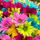 Vaishnavi . I