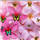 Lavanya. M