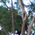 Sabapathi R