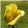 Aneesha V