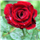 Mahitha V S