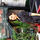 Pratiksha Sharma