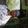 Ronak Kumar