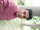 Ujjal Das