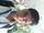 Adil Parwez