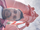 Manoj Saini