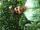 Gumparlapati Srikanth
