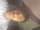 Sujeet Kumar