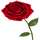 Rose Flower