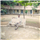 Srujay Dulapalli