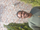 Joshua Adeogun
