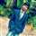 Shubham Bidwaikar