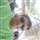 Shirish Bhosle