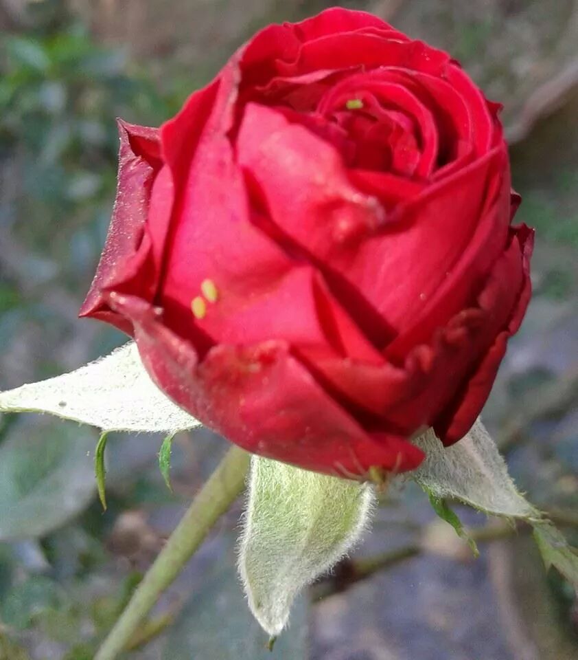Bikash Kashyap