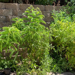 Bandi .Rajya Lakshmi