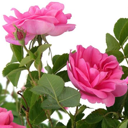 G Shaheena