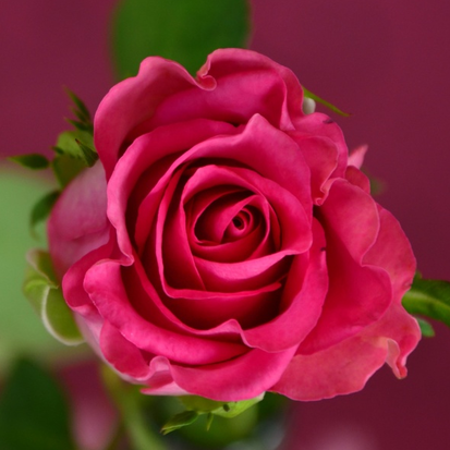 M.Bakkia Priya